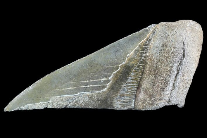 Partial Fossil Megalodon Tooth - Serrated Blade #89477